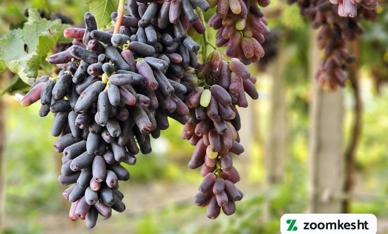 انگور موندراپ