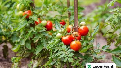 پرورش گوجه فرنگی
