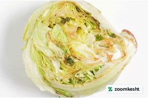 بررسی و معرفی آفات و بیماری های کاهو