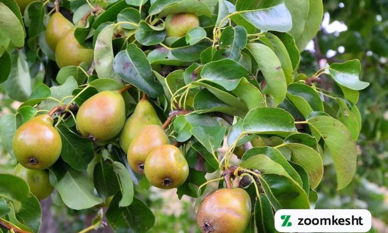 زمان هرس گلابی
