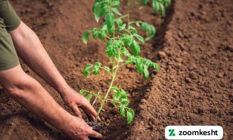زمان کاشت گوجه فرنگی