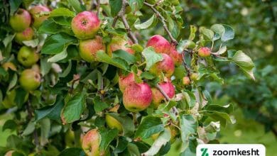 هرس فرم دهی سیب