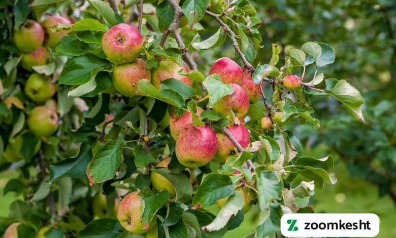 هرس فرم دهی سیب