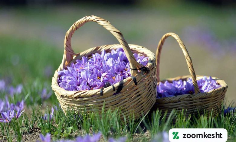 کوددهی زعفران