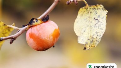 بیماری های خرمالو