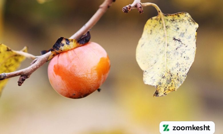 بیماری های خرمالو