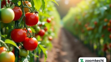 افزایش باردهی گوجه فرنگی