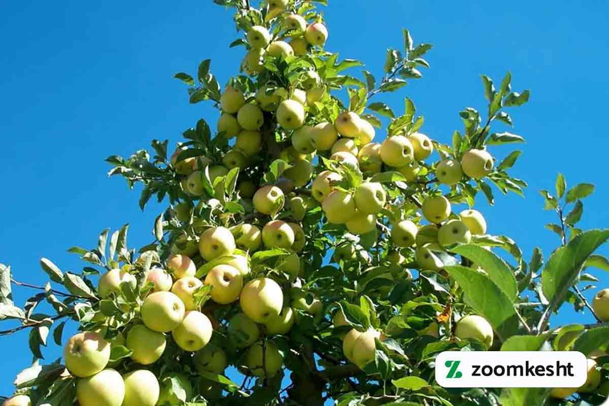 کوددهی سیب