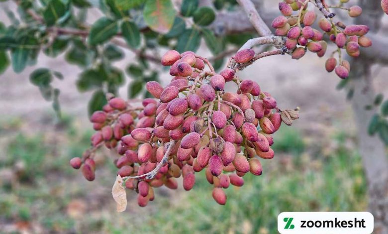 کوددهی پسته