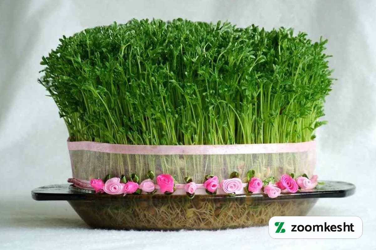کاشت سبزه
