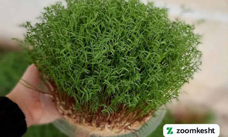 کاشت سبزه گاودانه