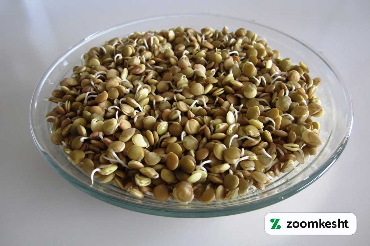 کاشت سبزه