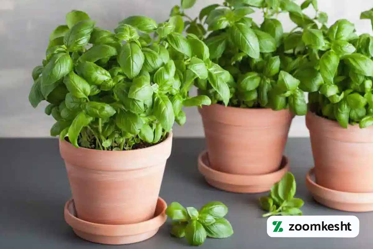 کاشت سبزی