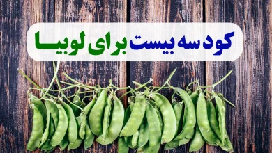 کود سه بیست برای لوبیا