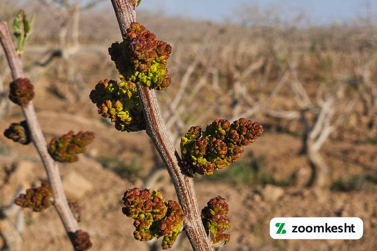 کوددهی پسته