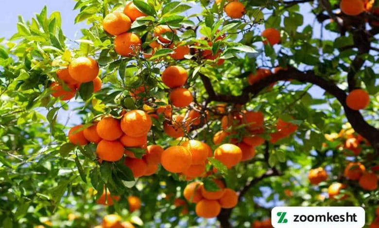 کوددهی مرکبات
