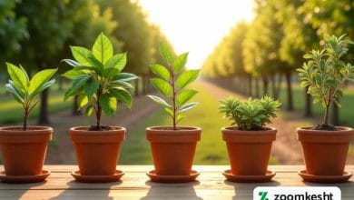 گرانترین نهال میوه