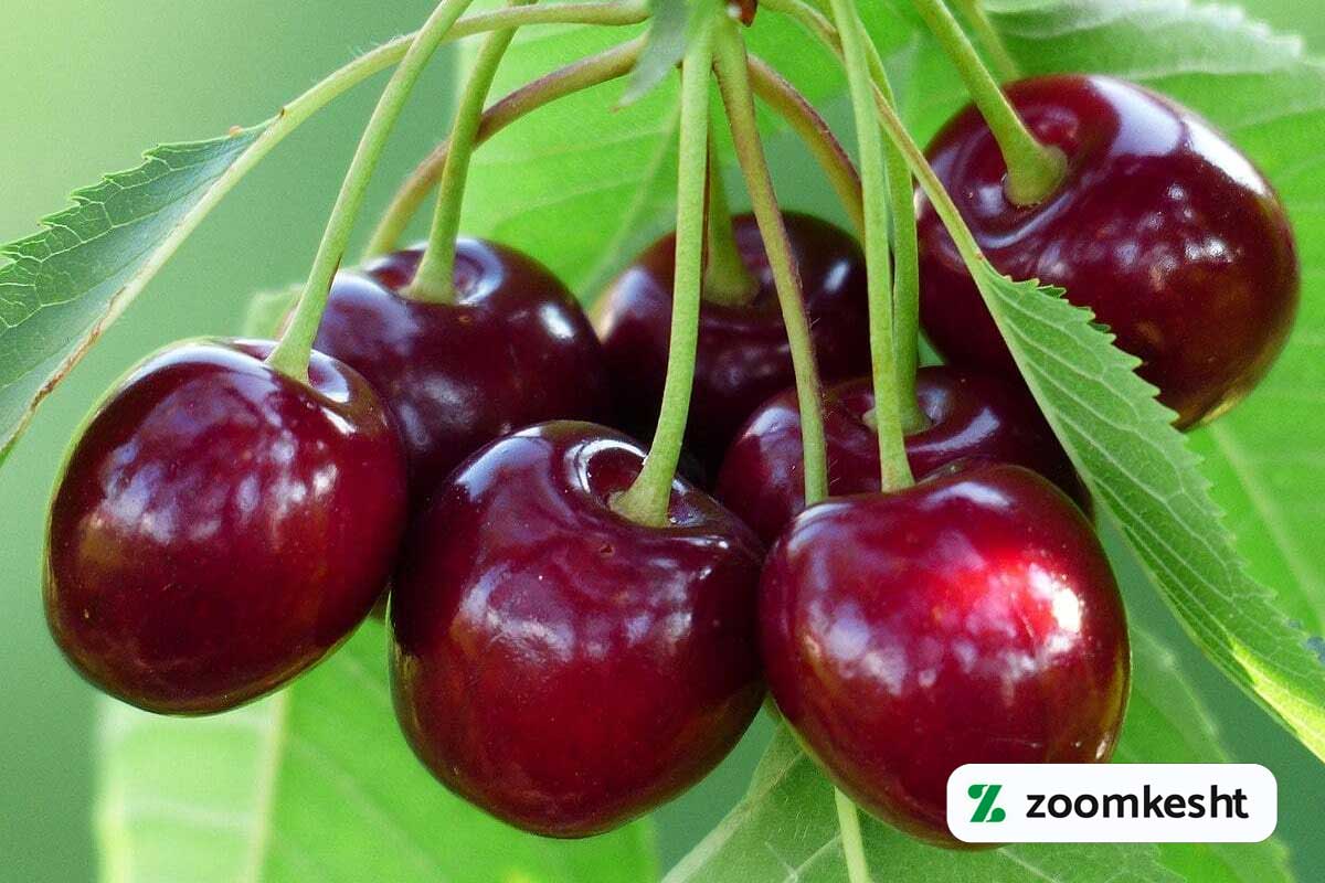 نهال گیلاس تک‌دانه "گران‌ترین نهال میوه"