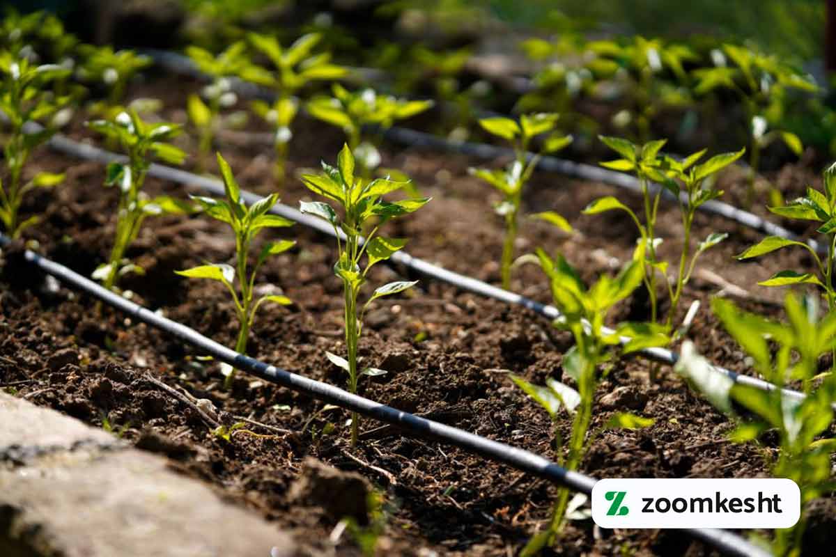 آبیاری تابستانی