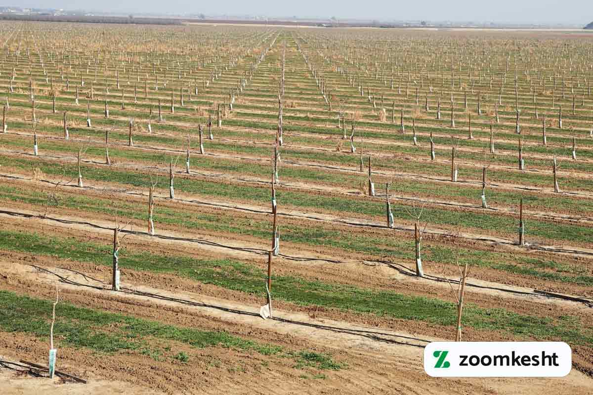 باغ در حال آبیاری پسته