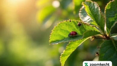 آفات تابستانی