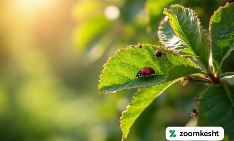 آفات تابستانی