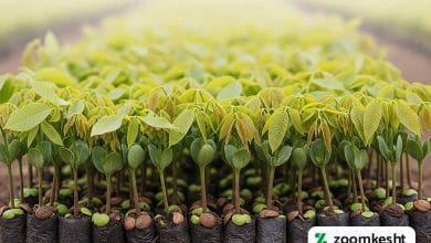 بهترین نهال گردو