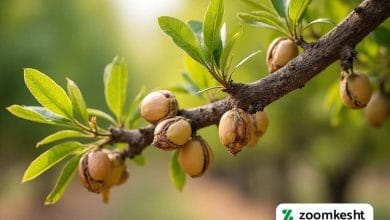 بیماری های پسته