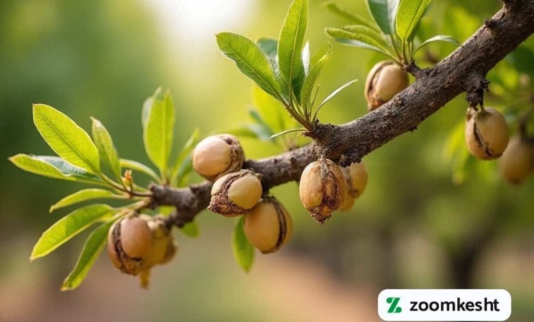 بیماری های پسته