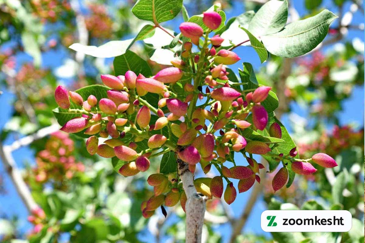 کاشت پسته