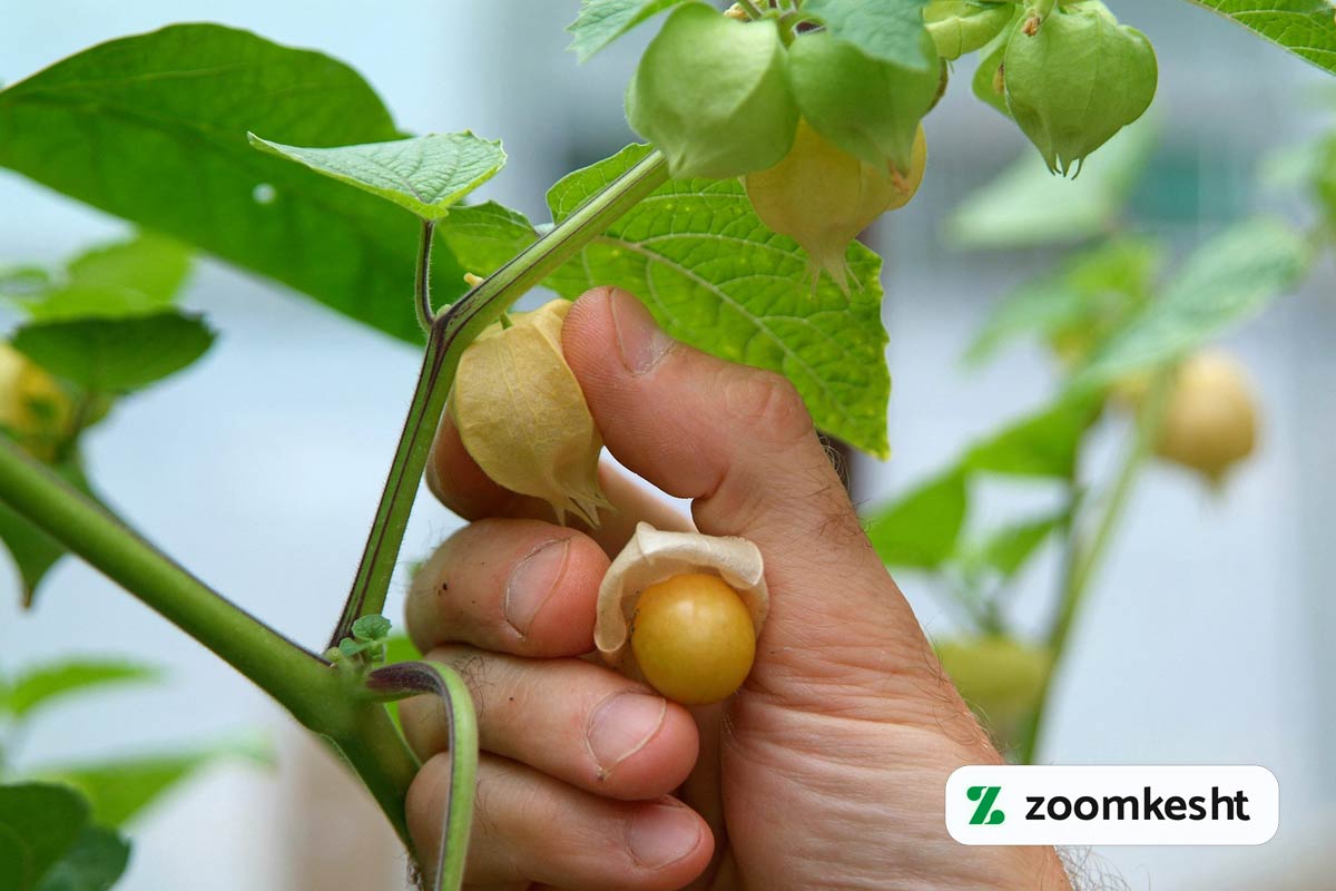 تصویری از چیدن و برداشت فیسالیس