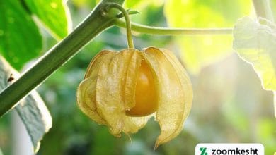 گرانترین میوه ایران