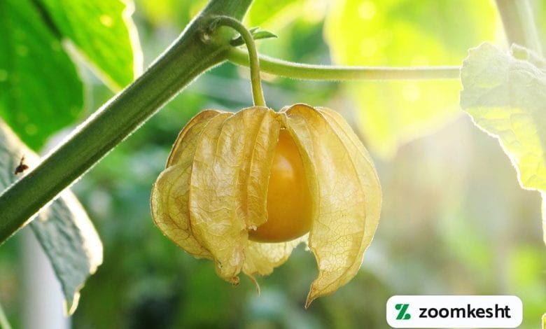 گرانترین میوه ایران