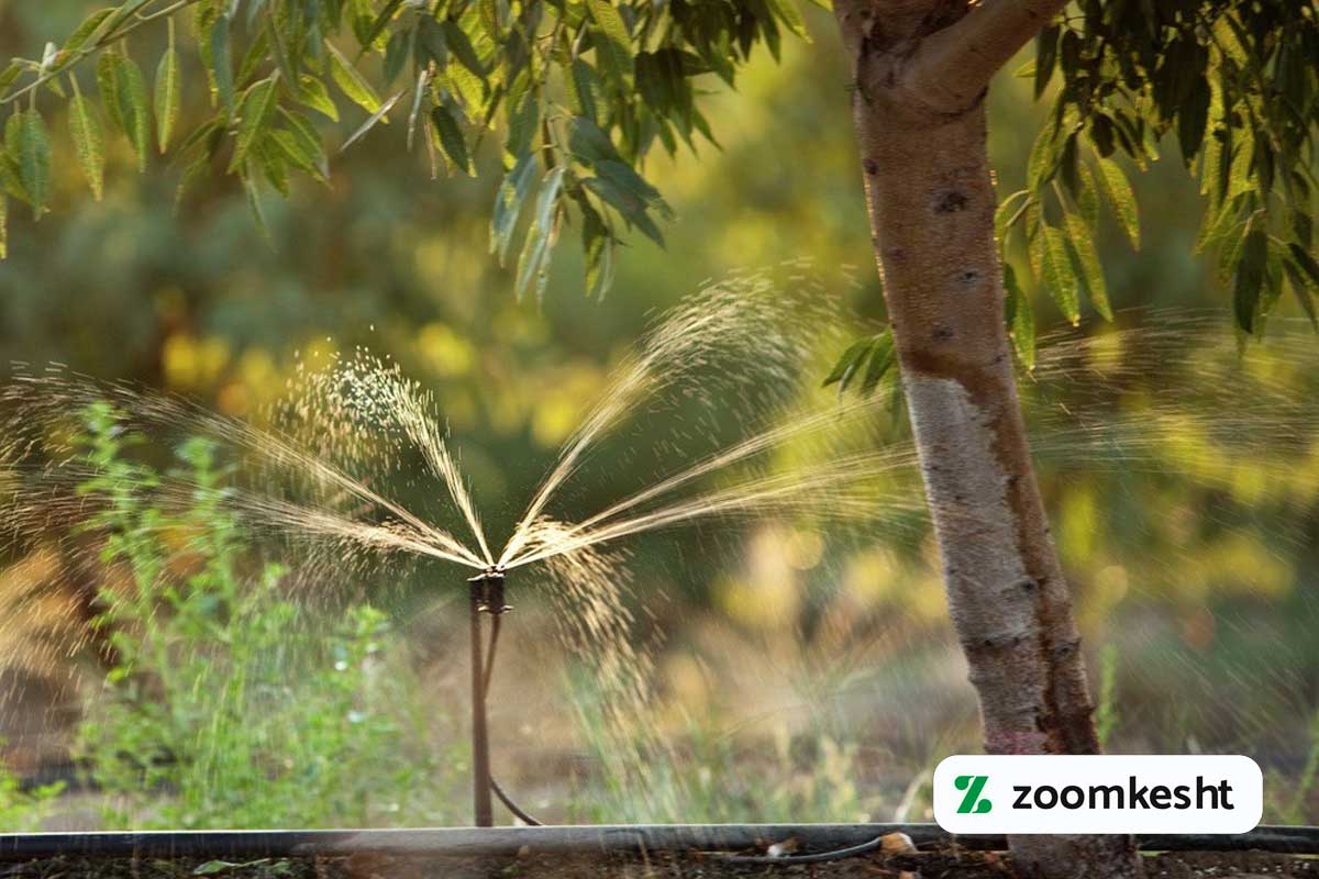 آبیاری بادام