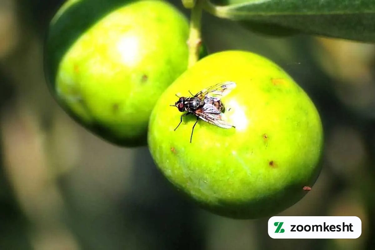مگس زیتون