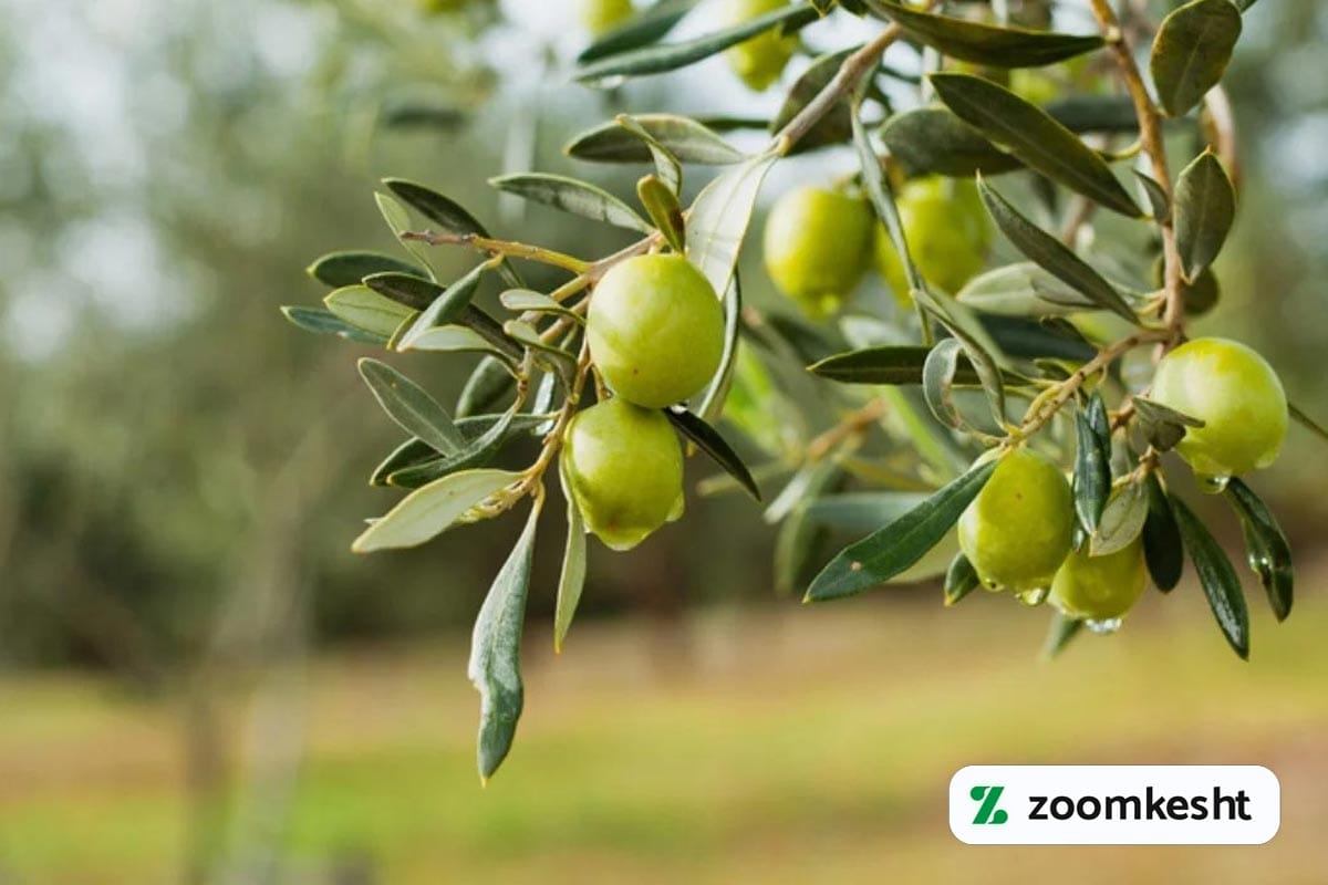 مگس زیتون