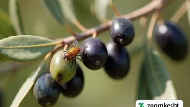 آفت مگس زیتون