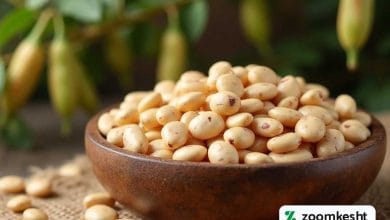 بهترین بذر لوبیا چیتی