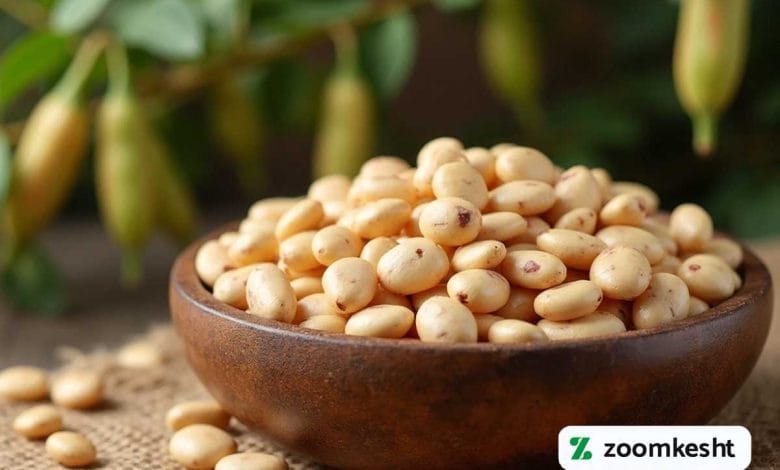 بهترین بذر لوبیا چیتی