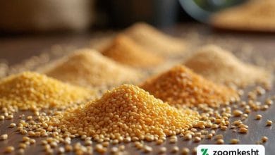 بهترین بذر گندم