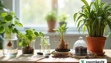 تکثیر گیاهان آپارتمانی