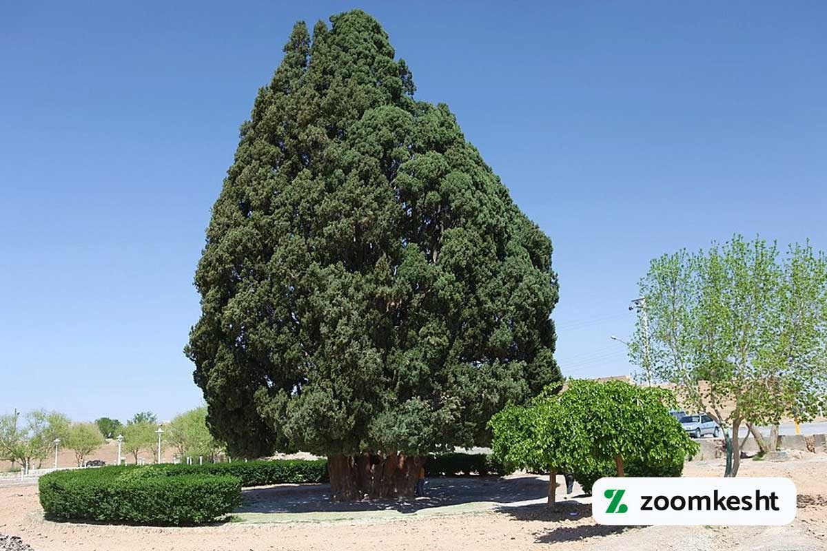 چنار اسکو آذربایجان شرقی