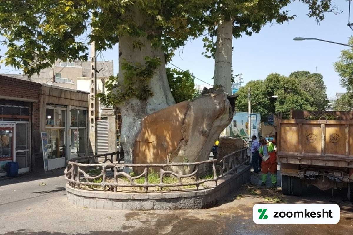 چنار اسکو آذربایجان شرقی