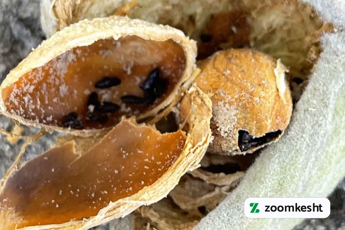 کاشت بادام