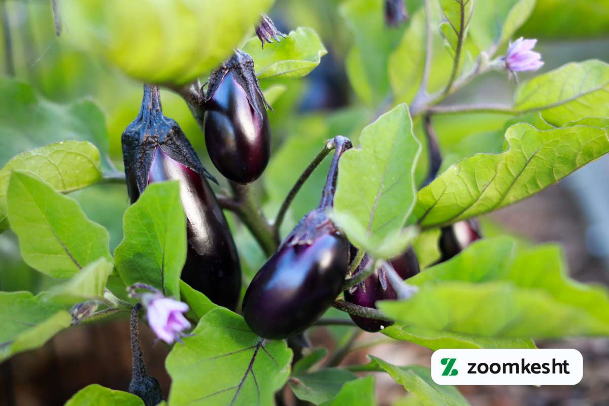 کاشت بادمجان گلخانه ای