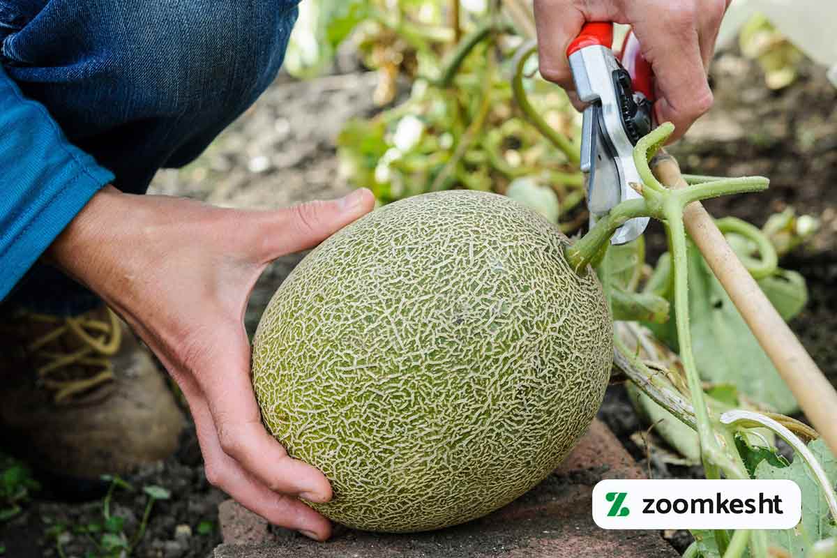 کاشت خربزه در گلخانه