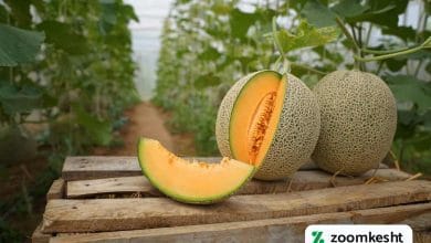 کاشت طالبی گلخانه ای