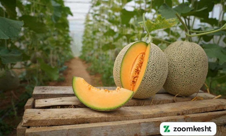 کاشت طالبی گلخانه ای