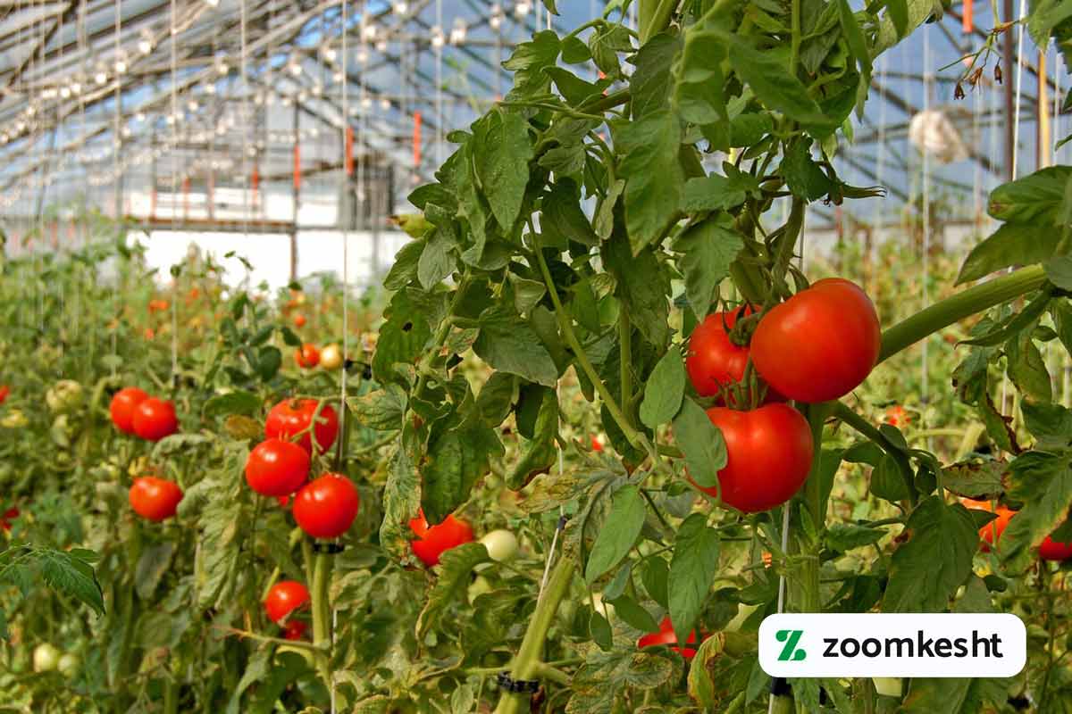 کاشت گوجه فرنگی گلخانه ای