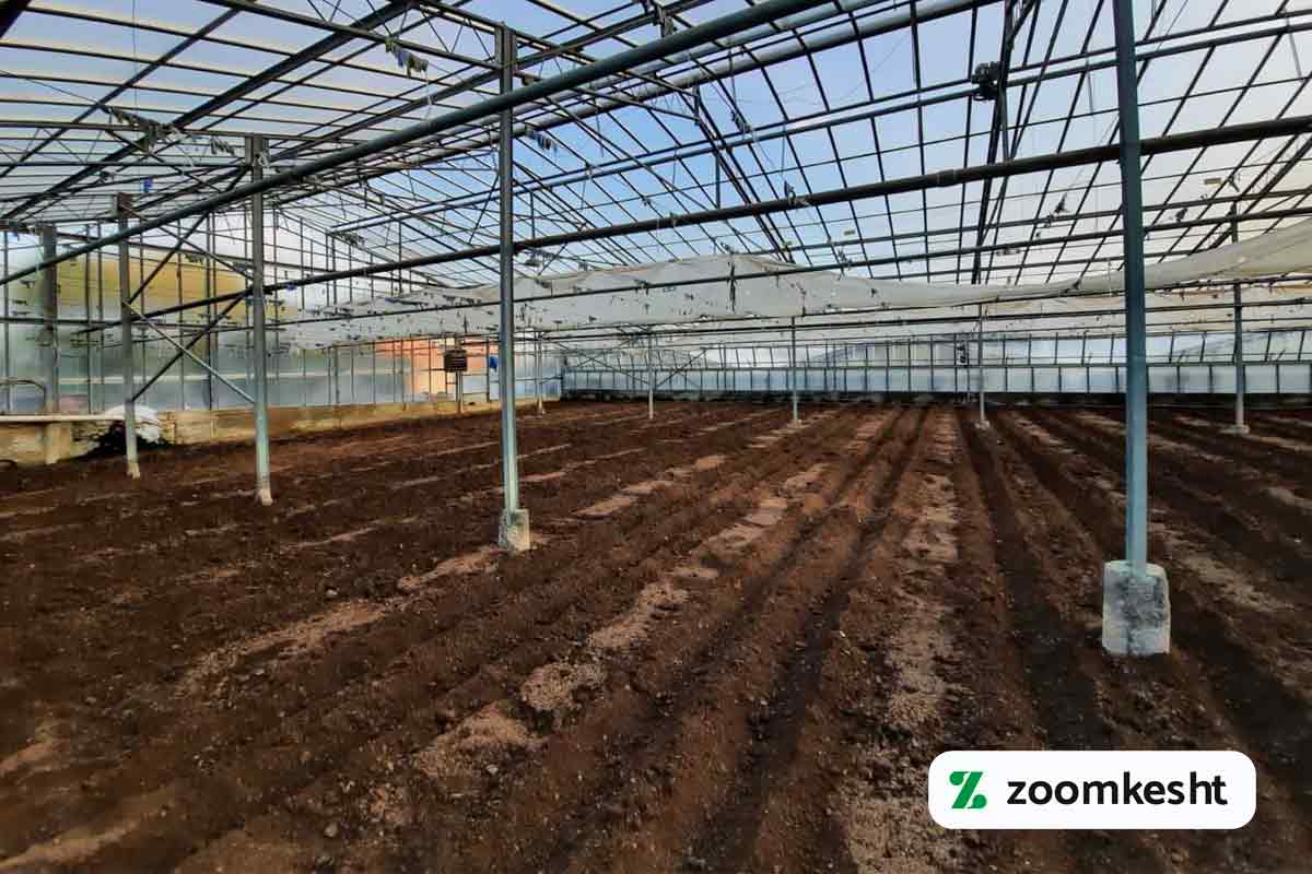 کاشت گوجه فرنگی گلخانه ای